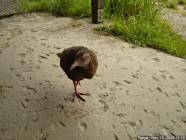 Click for large version