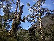 Previous image