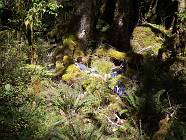 Previous image