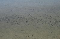 Previous image
